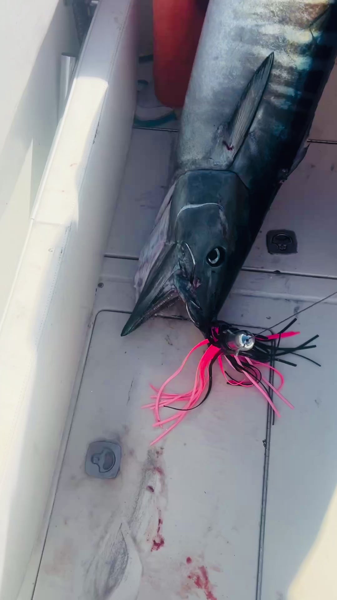 Load video: 1st Fish ever caught on the Hoo-Nado Lure 60+lb Wahoo!!!